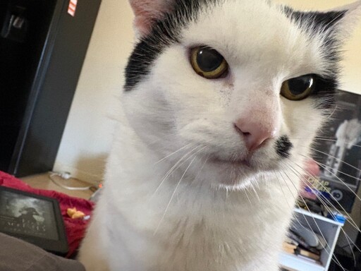 picture of a black and white cat