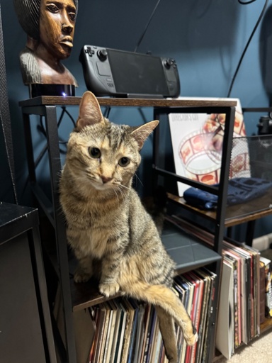 A gorgeous fluffy tabby sits on a shelf side saddle, with her back legs off to the side. 