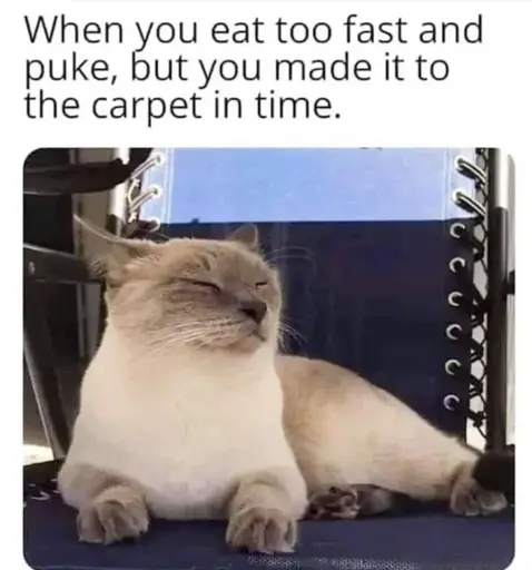 "When you eat too fast and puke, but you made it to the carpet in time."  Picture of calm looking cat
