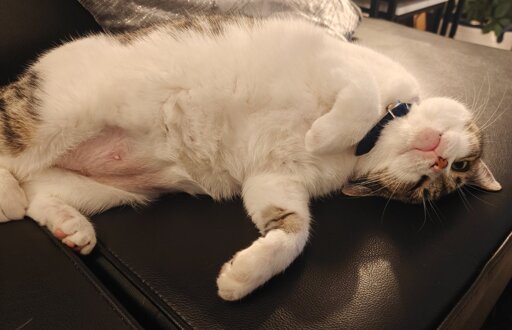 Picture of a playful white tabby cat, rolled onto her side with her belly exposed